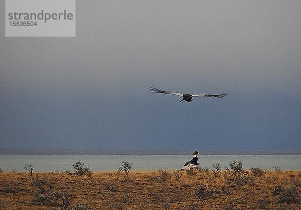 Kondor Tier Vogel Freiheit Schönheit Tierwelt in Patagonien Argentinien