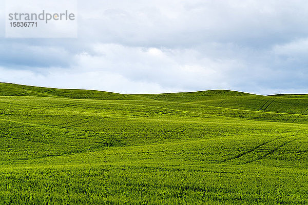 Hügellandschaft mit Weizenfeldern  Val d'Orcia  Toskana  Italien