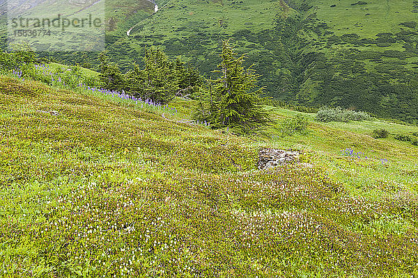 Rebhuhnfussblüten am moosbewachsenen Hang  Kenai-Halbinsel  Alaska