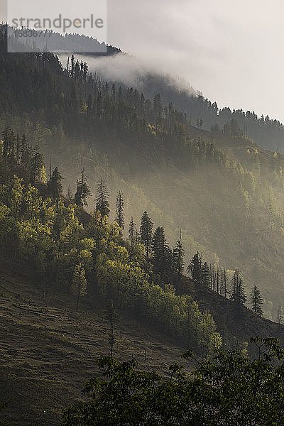 Hügellandschaft mit Pinien und tiefhängenden Wolken bei Sonnenuntergang  Himalaya