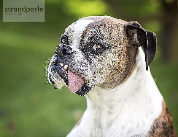 Boxerhund mit herausgestreckter Zunge