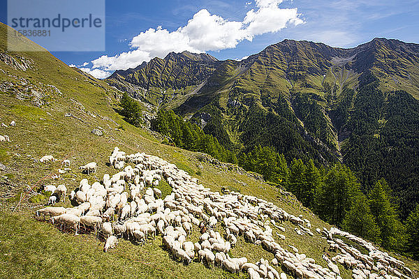 Eine Schafherde beim Refuge Bertone  oberhalb von Courmayeur  Italien.