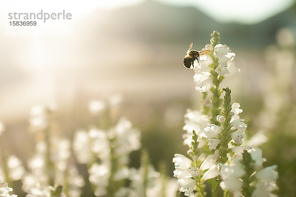 Nahaufnahme einer Biene  die im Garten bei schönem Licht im Freien fliegt