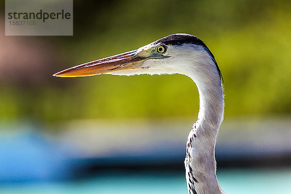 Malediven  Reisen  Urlaub  einheimischer Vogel