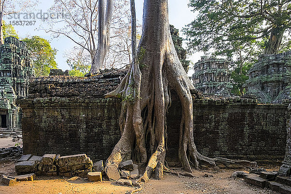 Ta-Prohm-Tempel (Rajavihara)  Siem Reap  Kambodscha