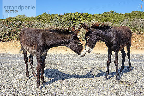 Wildesel auf der Karpaz-Halbinsel  Rizokarpaso  Zypern