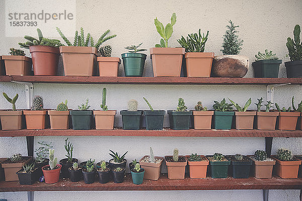 Verschiedene Kakteen und Sukkulenten im Regalgarten.