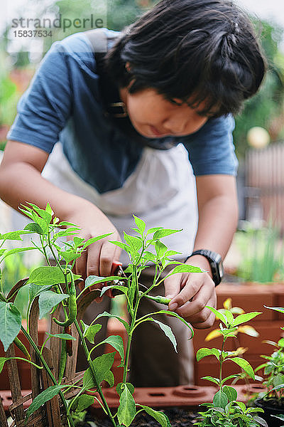 Ein Junge pflückt Chilischoten im eigenen Garten