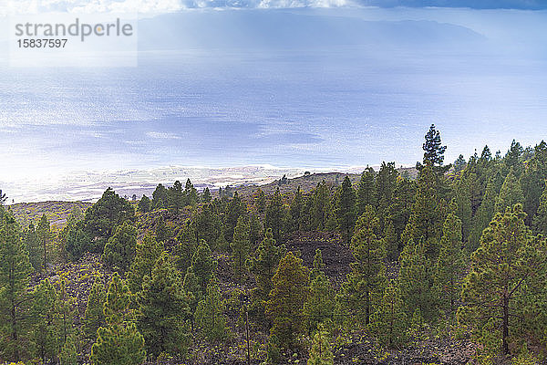 Kiefernwälder an der Küste zum Atlantischen Ozean auf Teneriffa