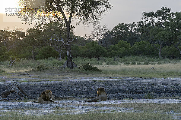 in der Dämmerung liegen zwei Löwen in der Nähe eines ausgetrockneten Teiches