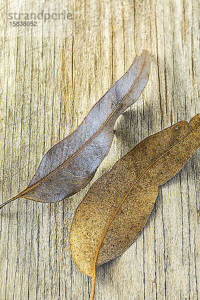 Herbstblätter auf einem Holzbrett liegend.