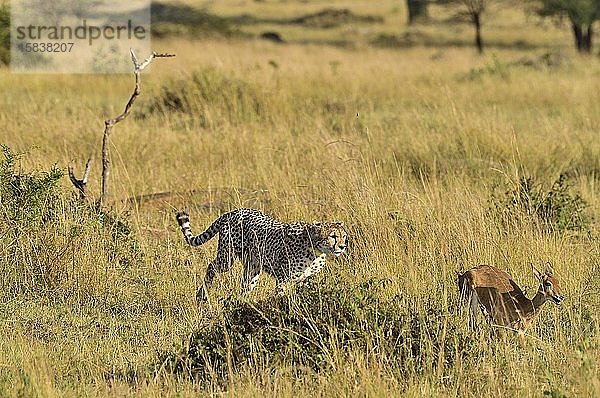 Ein Gepard jagt seine Beute