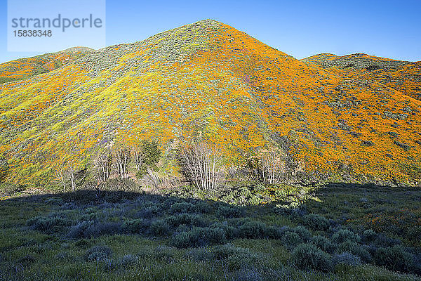 Wildblumen superblühen im Walker Canyon.