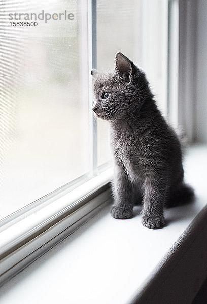 Bezauberndes graues Kätzchen  das auf einem Fensterbrett sitzt und nach draußen schaut.