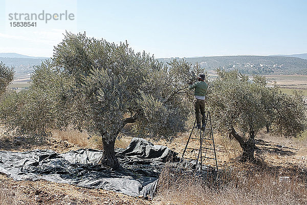Mann erntet Oliven vom Olivenbaum  Zababdeh  Westjordanland  Palästina.