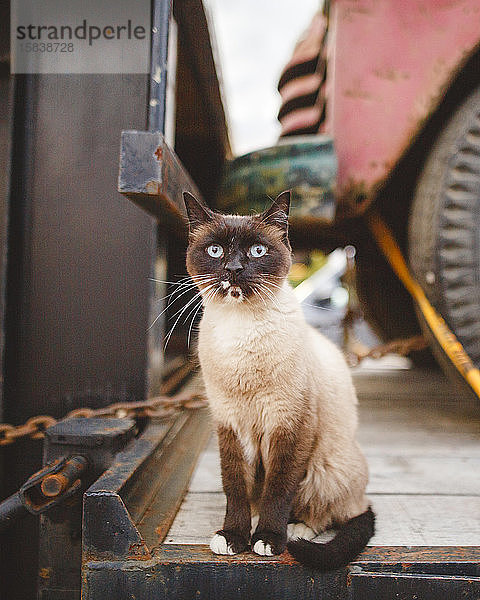 Eine blauäugige Siamkatze sitzt mit direktem Blick in einer Lastwagenpritsche