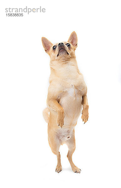 Hellbrauner männlicher Chihuahua auf den Hinterbeinen stehend  nach oben auf Weiß schauend