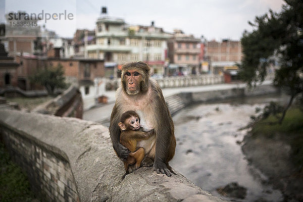 Ein Affe und ein Baby im Pashupatinath-Tempel in Kathmandu.