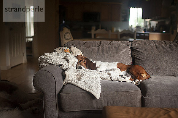 Basset Hound Hund schläft auf der Couch zu Hause im Wohnzimmer