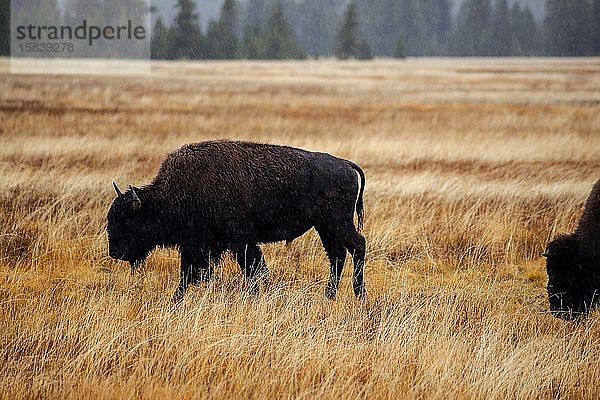Bison im Regen im Yellowstone-Nationalpark USA
