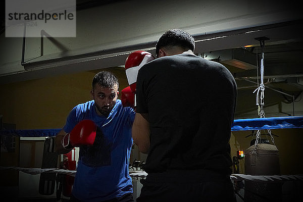 Zwei Boxer trainieren auf einem Ring