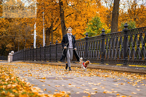 Frau geht im Herbst mit einem Cavalier King Charles Spaniel Hund im Park spazieren