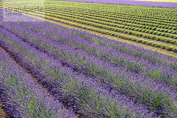 Die Lavendelfelder in der Provence stehen Anfang Juli in voller Blüte  wenn die Ernte auf dem Plateau de Vaucluse beginnt