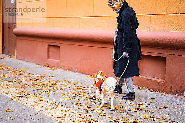 Eine Frau geht in der Stadt mit einem Kavalier King Charles Spaniel Hund spazieren.