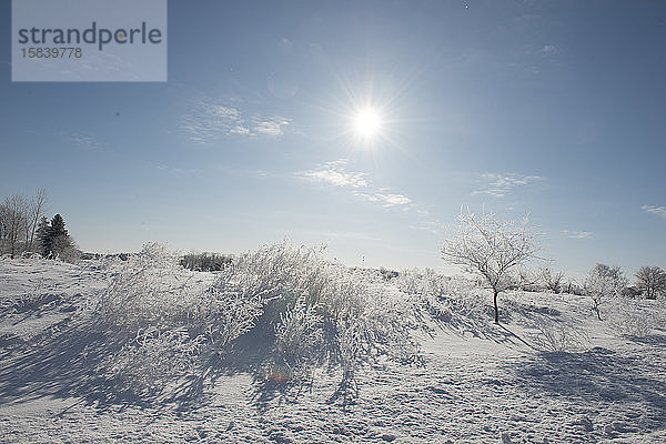 Wunderschönes schneebedecktes Gras und Büsche am Wintermorgen