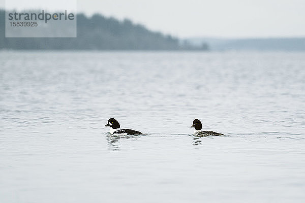 Ein männliches und ein weibliches Paar Barrow's Goldeneye schwimmen zusammen