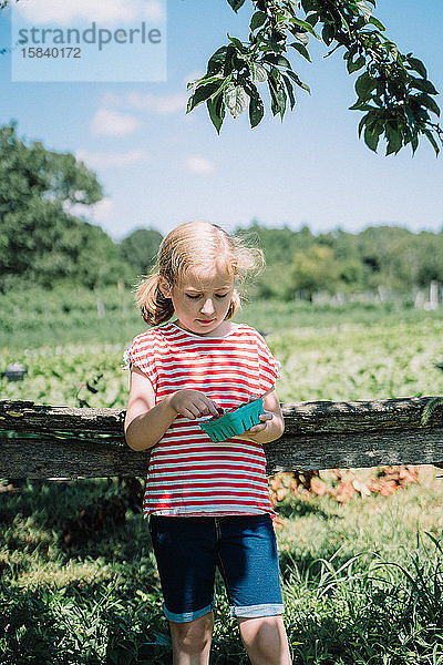Ein kleines Mädchen isst frisch gepflückte Himbeeren.