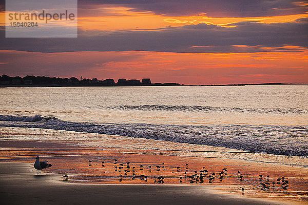 Möwen und Regenpfeifer auf Nahrungssuche bei Sonnenaufgang am Strand von Biddeford Pool