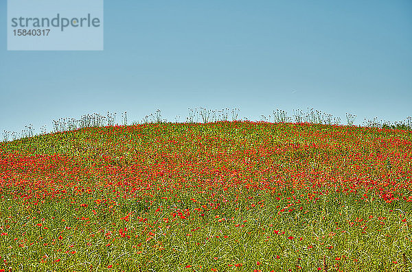 Blühendes Weideland in Italien