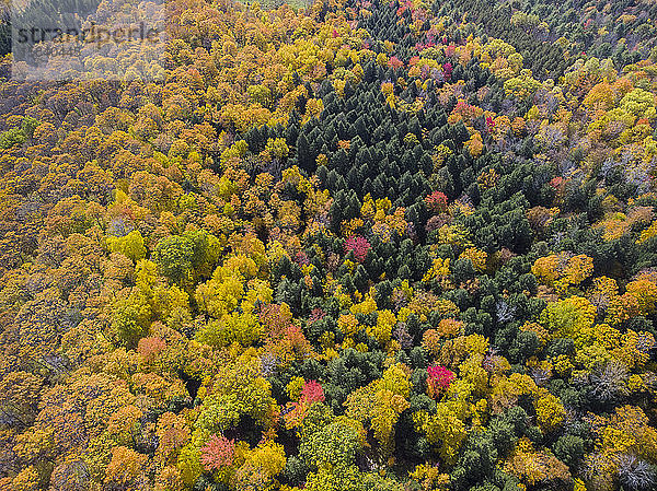 Dramatisches Herbstlaub aus der Luft gesehen in der Nähe von Quechee  Vermont.