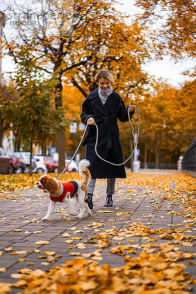 Frau geht im Herbst mit einem Cavalier King Charles Spaniel Hund im Park spazieren