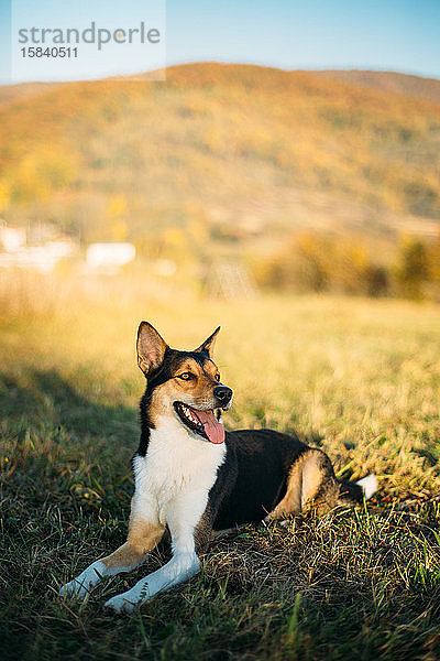 Rastender Hund auf Gras mit Berglandschaft