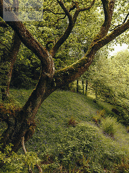 Moosiger Baum im schottischen Wald