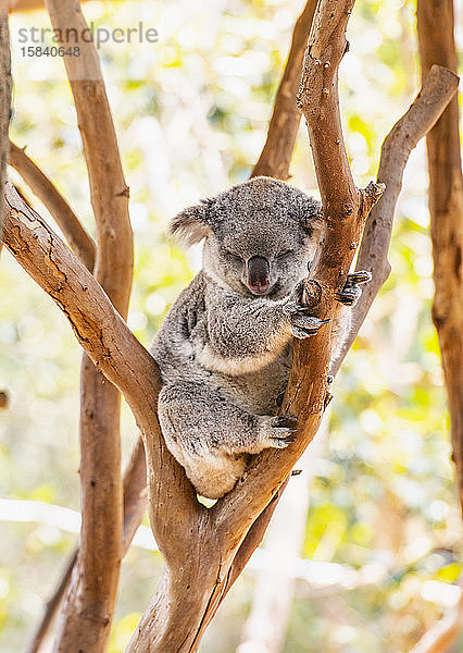 Ein Koala schläft in einem Baum in New South Wales