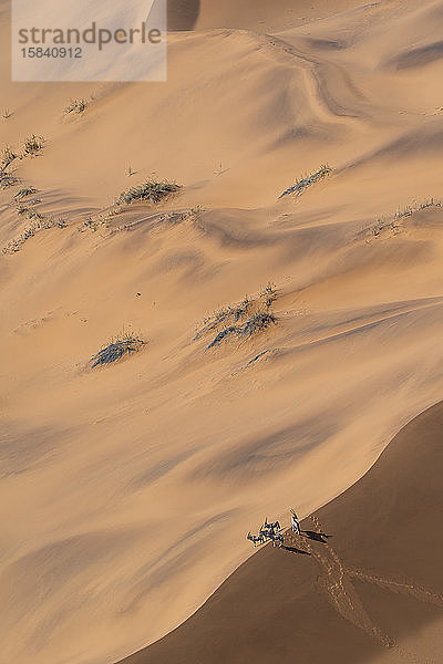 Gruppe von Oryx auf dem Kamm einer Sanddüne