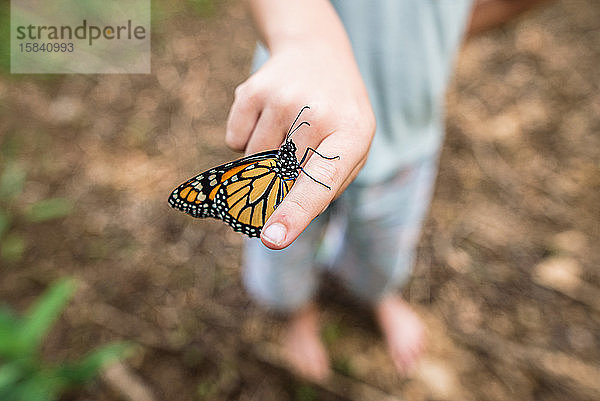 Monarchfalter  der mit geschlossenen Flügeln auf dem Finger eines Kindes ruht