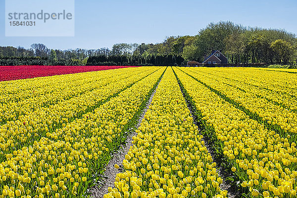 Niederländische Tulpen blühen im zeitigen Frühjahr in einem Blumenzwiebelfeld  Niederlande