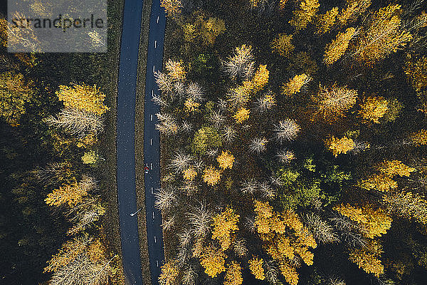 Herbstliche Bäume an der Straße in ruhigem Wald