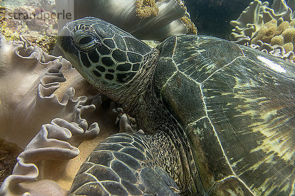 Schildkröten Ozean Tauchen zwischen den Korallen