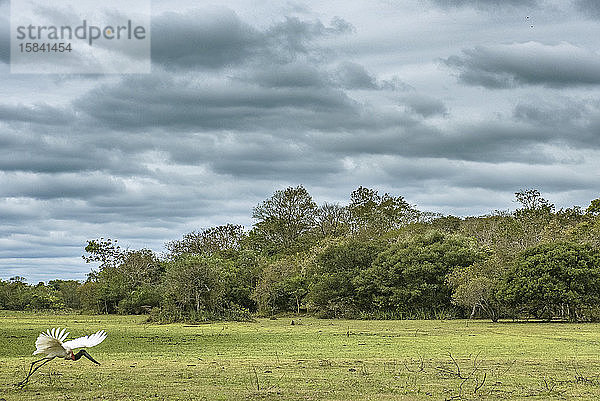 TuiuiÃº (Jabiru mycteria) beim Start im brasilianischen Pantanal