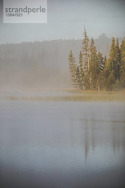 Morgenneblige Waldreflexionen am See.