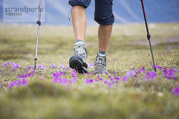Niedrigwinkelaufnahme eines Wanderers  der durch eine alpine Wiese in der Akrtik wandert.
