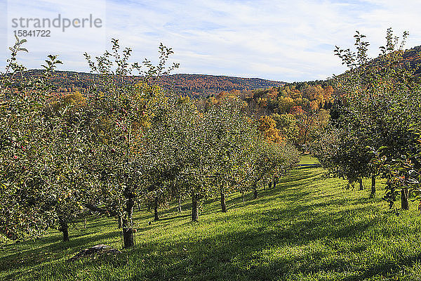 Apfelbäume säumen einen Obstgarten in Quechee  Vermont.