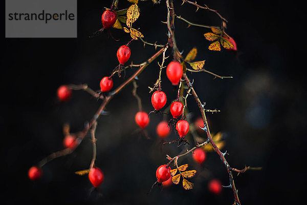 Viele rote reife Beeren an dünnen Baum- oder Strauchzweigen im Wald