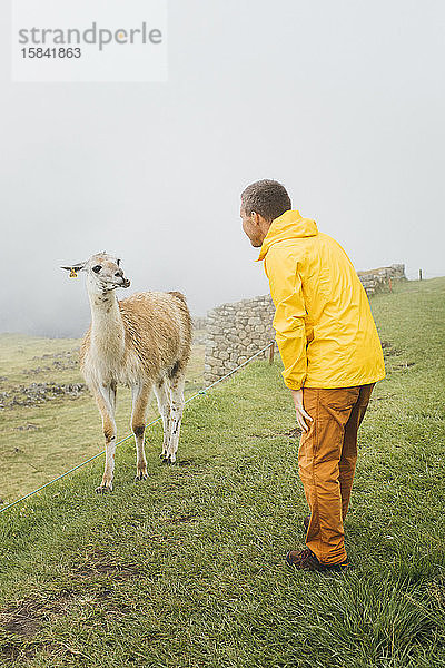 Ein Mann in gelber Jacke steht in der Nähe eines Lamas  Machu Picchu  Peru