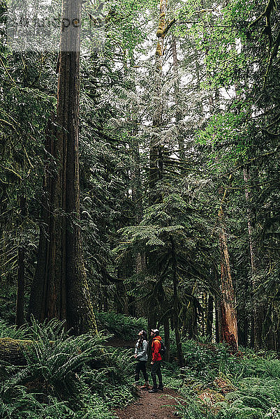 Ein junges Paar genießt eine Wanderung in einem Wald im pazifischen Nordwesten.